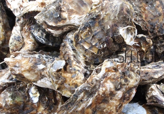 海蠣怎么做好吃？海蠣是怎么生長(zhǎng)出來的
