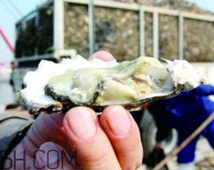 海蠣子是寒性的嗎？海蠣子是蒸還是煮好吃