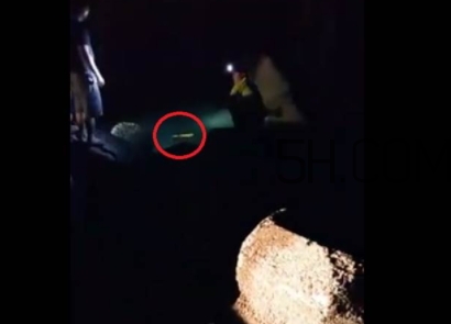 黃金鱸魚是什么品種？黃金鱸魚多少錢一斤