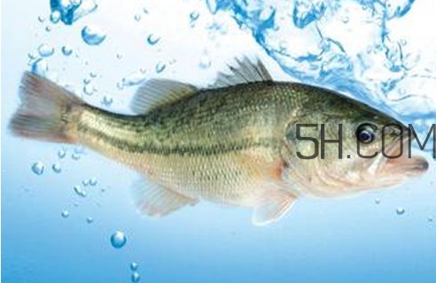 黃金鱸魚是什么品種？黃金鱸魚多少錢一斤
