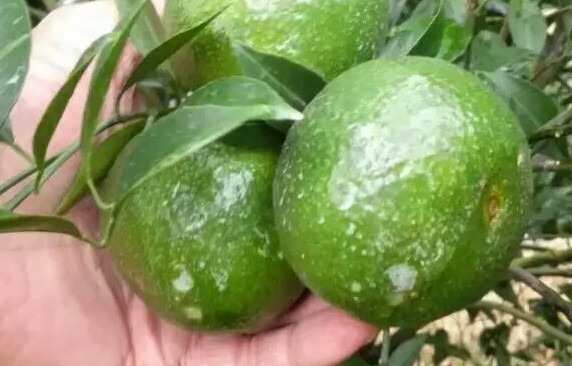 新會(huì)柑哪里的最好？新會(huì)柑什么時(shí)候有
