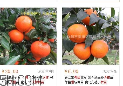 沃柑苗多少錢(qián)一株？沃柑為何叫晚熟大王