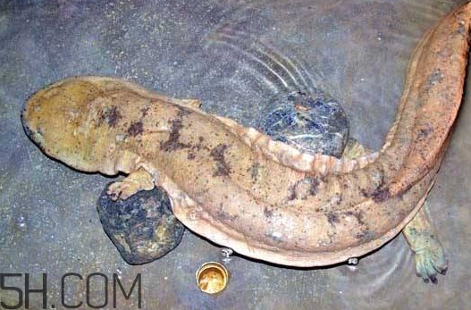娃娃魚吃什么？娃娃魚是國(guó)家?guī)准?jí)保護(hù)動(dòng)物