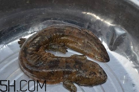 娃娃魚是魚嗎？娃娃魚買賣違法嗎？
