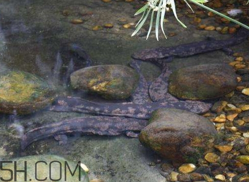 野生娃娃魚和養(yǎng)殖娃娃魚有什么區(qū)別？娃娃魚有毒嗎