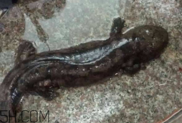 娃娃魚什么時候會叫？娃娃魚為什么叫娃娃魚