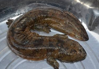 娃娃魚是魚嗎？娃娃魚買賣違法嗎？