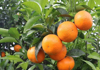 沃柑苗多少錢(qián)一株？沃柑為何叫晚熟大王