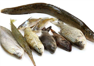 沒有魚刺的魚是哪種魚？如何挑選魚？