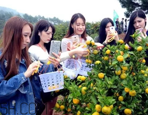 南豐蜜桔節(jié)什么時(shí)候？2017南豐蜜桔節(jié)時(shí)間
