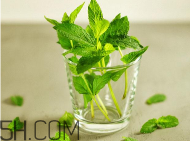 感冒可以喝酒嗎？薄荷治療感冒的方法
