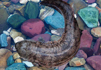 娃娃魚(yú)能治什么??？娃娃魚(yú)可以和金魚(yú)一起養(yǎng)嗎