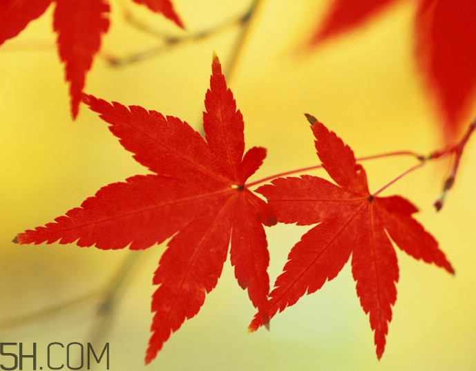 楓葉幾月份最紅？楓葉幾月的時候最美？