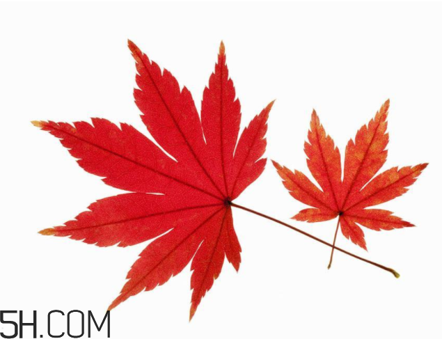 楓葉可以用來做什么？楓葉可以染頭發(fā)嗎？