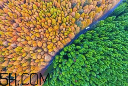 楓葉可以用來做什么？楓葉可以染頭發(fā)嗎？