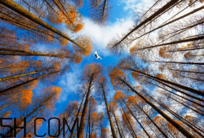 楓葉可以用來做什么？楓葉可以染頭發(fā)嗎？
