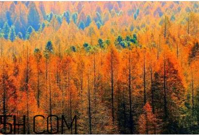 楓葉可以用來做什么？楓葉可以染頭發(fā)嗎？