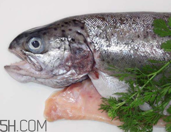 鮭魚是什么魚？鮭魚多少錢一斤
