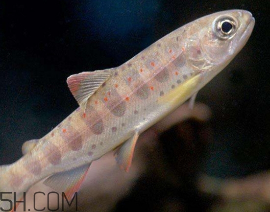 鮭魚是三文魚嗎？鮭魚的營養(yǎng)價值