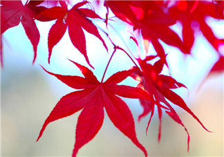 楓葉幾月份最紅？楓葉幾月的時(shí)候最美？