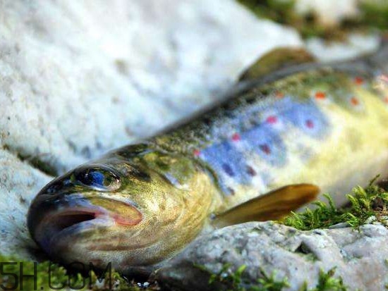 鮭魚是什么魚？鮭魚多少錢一斤
