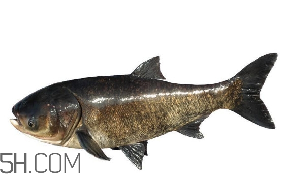 胖頭魚為什么叫胖頭魚？胖頭魚能長到多大