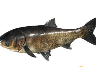 胖頭魚(yú)為什么叫胖頭魚(yú)？胖頭魚(yú)能長(zhǎng)到多大