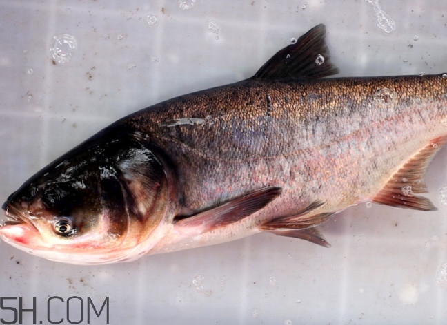 胖頭魚有什么營(yíng)養(yǎng)？胖頭魚是鰱魚嗎
