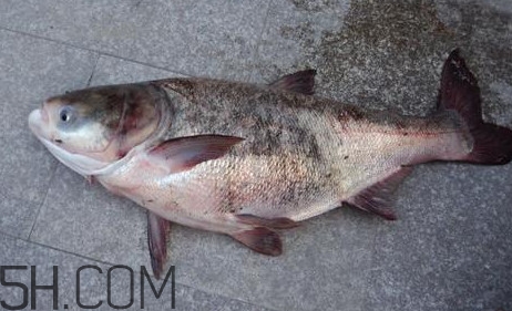 胖頭魚是花鰱魚嗎？胖頭魚是河魚還是海魚