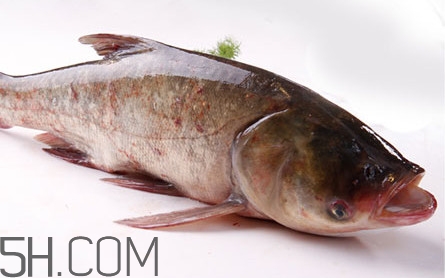 胖頭魚可以做魚丸嗎？胖頭魚可以做酸菜魚嗎