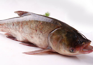 胖頭魚是花鰱魚嗎？胖頭魚是河魚還是海魚