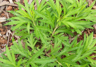擇藜蒿手臟怎么洗？藜蒿和水芹菜的區(qū)別