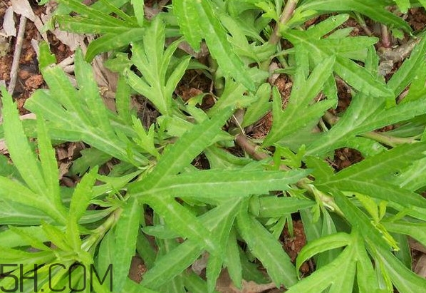 擇藜蒿手臟怎么洗？藜蒿和水芹菜的區(qū)別