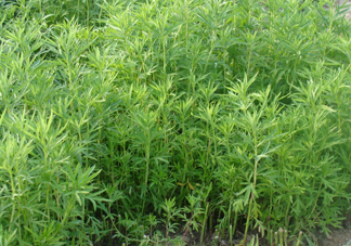 藜蒿是什么植物？藜蒿怎么種植