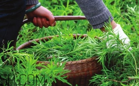 藜蒿多少錢一斤？藜蒿和蘆蒿是同一種菜嗎？