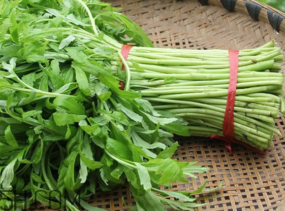 藜蒿什么季節(jié)有？藜蒿是發(fā)物嗎