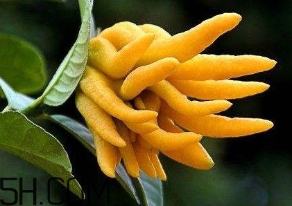 佛手柑泡水喝有什么功效？佛手柑產(chǎn)地在哪兒