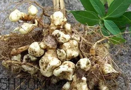 菊芋怎么做好吃？菊芋怎么腌制