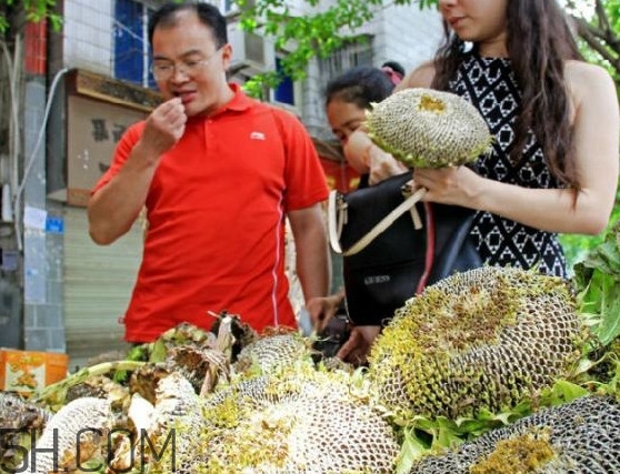 葵花籽不能和什么一起吃？葵花籽什么時候成熟