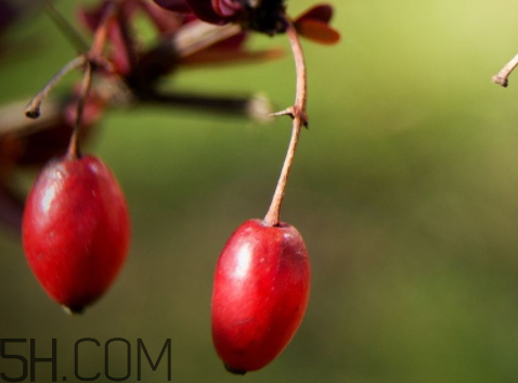 山茱萸什么時候成熟？山茱萸什么時候結(jié)果？