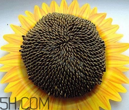 葵花籽是什么？葵花籽和瓜子的區(qū)別
