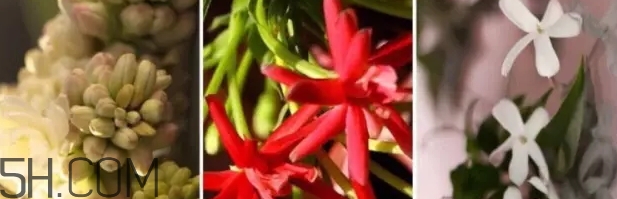 gucci bloom香水好聞嗎？gucci bloom香水香評