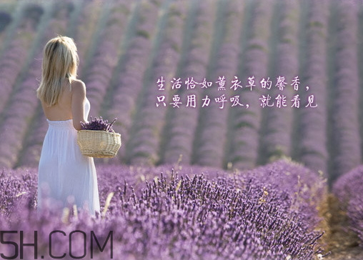 香柏樹薰衣草敏感修復(fù)乳液怎么樣？多少錢？