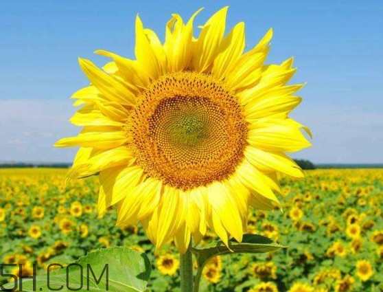 向日葵什么時候開花？向日葵什么時候成熟