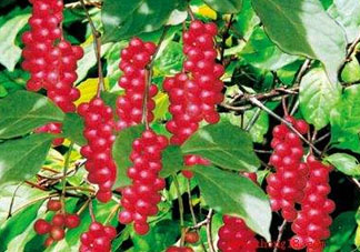 山茱萸什么時(shí)候成熟？山茱萸什么時(shí)候結(jié)果？
