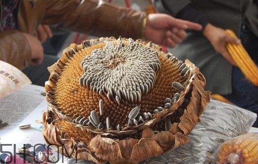 葵花籽怎么弄下來？葵花籽怎么脫粒