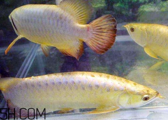 金龍魚有什么寓意？金龍魚有幾個(gè)品種