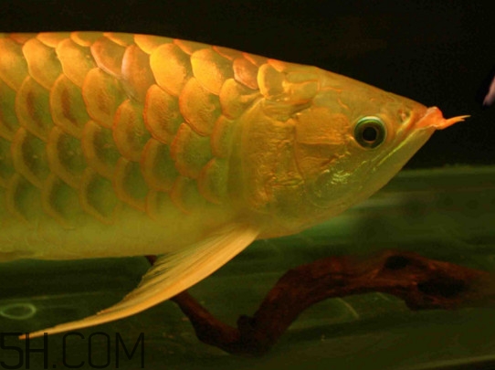什么魚(yú)和金龍魚(yú)一起養(yǎng)好？金龍魚(yú)怎么養(yǎng)