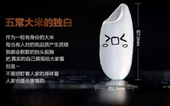 五常大米為什么那么貴？五常大米比一般大米味道好在哪兒