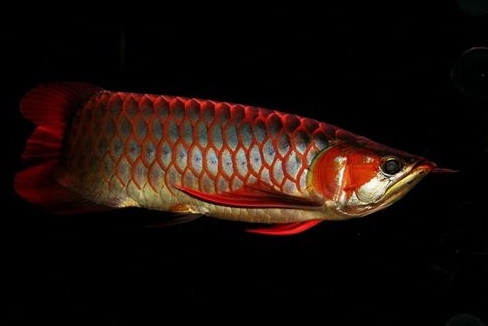 金龍魚是怎么繁殖？養(yǎng)金龍魚有什么講究